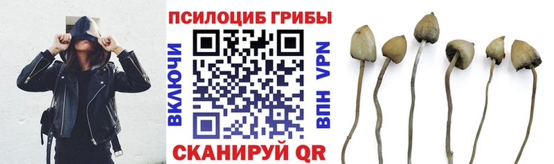 цены Судогда Псилоцибиновые грибы Psilocybe